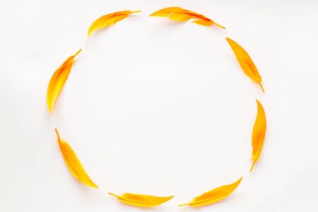 Abstract pattern with bright bird feathers frame on white background top view space for text.の写真素材