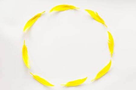 Frame with feathers for modern design on white background top view mock up.の写真素材