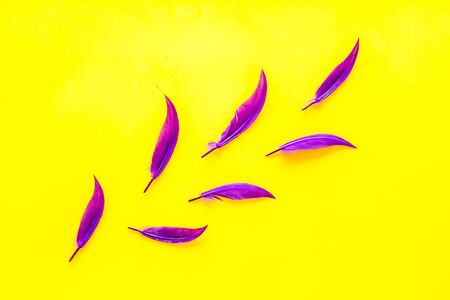 colorful feathers pattern on yellow background top view copyspaceの写真素材