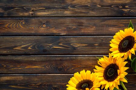 Sunflower frame on wooden background top view copyspaceの写真素材