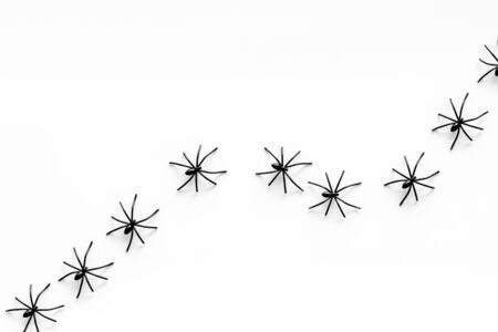Halloween decoration with spiders on white background top view.の写真素材