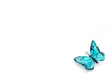 Beautiful tropical butterfly on white background top-down copy spaceの写真素材