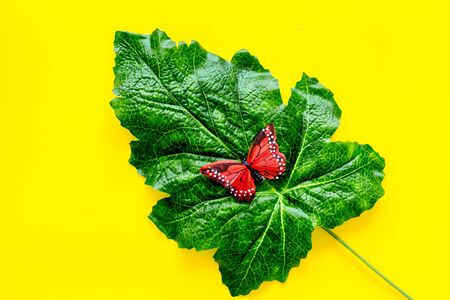 Butterflies on huge tropical leaves on yellow background top-downの写真素材