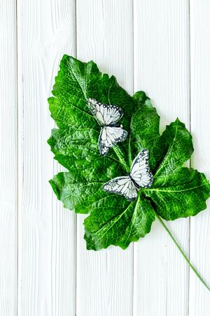 Butterflies on huge tropical leaves on white wooden background top-down copy spaceの写真素材