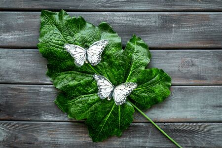 Butterflies on huge tropical leaves on dark wooden background top-down copy spaceの写真素材
