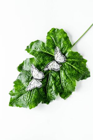 Butterflies on huge tropical leaves on white background top-down copy spaceの写真素材