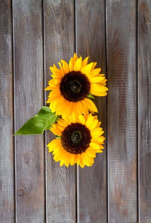 Sunflowers - two flowers and leaf -on dark wooden background top-down.の写真素材