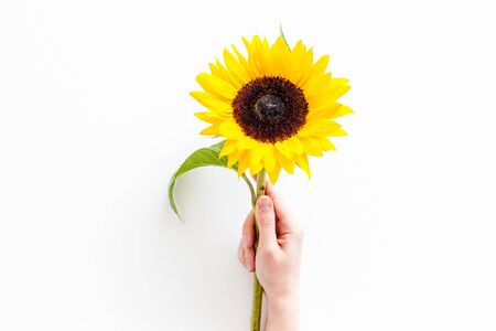 Bouquet of sunflowers on white background top-down copy spaceの写真素材