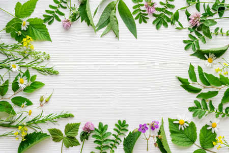 Frame of fresh medicinal herbs and wild flowers top viewの写真素材