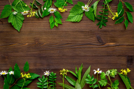 Fresh medicinal herbs and wild flowers top viewの写真素材