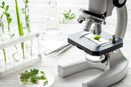 Testing plants and soil in biological laboratoryの写真素材
