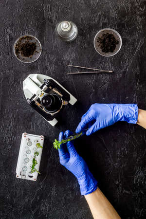 Scientist in gloves doing test with plants and microscope in biological labの写真素材