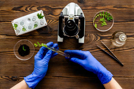 Scientist doing research with plants and microscope in laboratory, above viewの写真素材