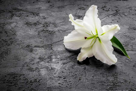 Condolence card with white flowers lily. Funeral symbolの写真素材