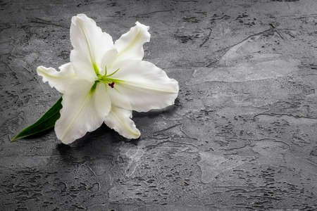 Lily funeral flower on dark stone. Condolence card with copy spaceの写真素材