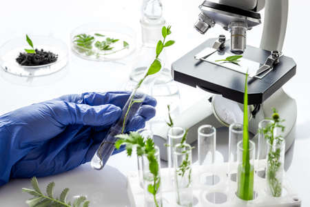 Biologist researching plants with microscope in biological chemistry lab