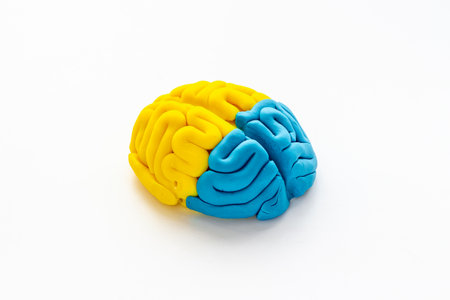 Human brain. Model of clay. Mental health backgroundの写真素材