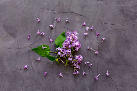 Blossom lilac flowers - spring branches top view