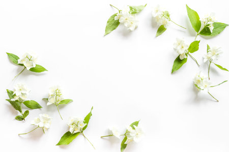 White blossom jasmine flowers with green leaves flat lay