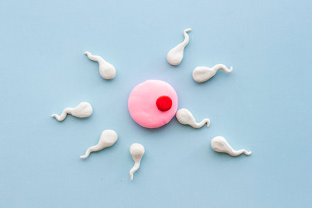 Sperms and woman ovum zygote. Conceiving a child concept