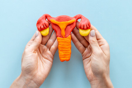 Female uterus and ovaries medical in wonams hands