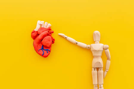 Anatomical heart model with human figurine - cardioigy disease and heart health conceptの写真素材