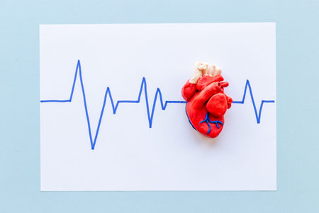 Human heart model with cardiogram. Cardioigy and heart health conceptの写真素材