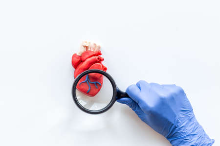 Heart health concept with hands and human heart modelの写真素材