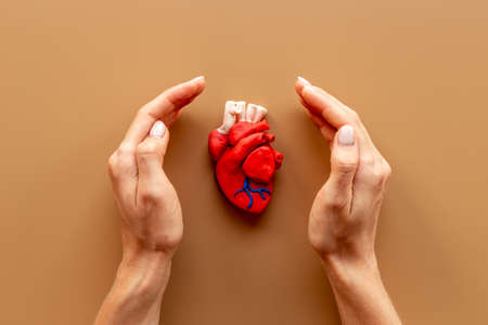Female hand with anatomical heart model. Health insurance and heart care conceptの写真素材