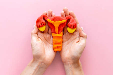 Gynecologist holds woman reproductive system model. Women health care conceptの写真素材