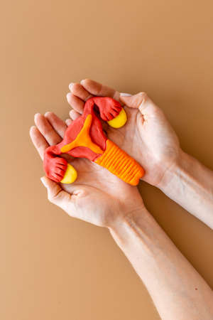 Female uterus and ovaries medical in wonams handsの写真素材