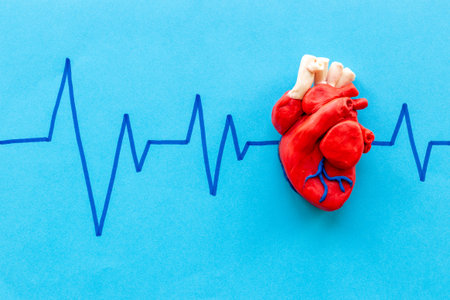Human heart model with cardiogram. Cardioigy and heart health conceptの写真素材