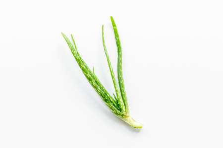 Aloe vera green leaf plant isolated on whiteの写真素材