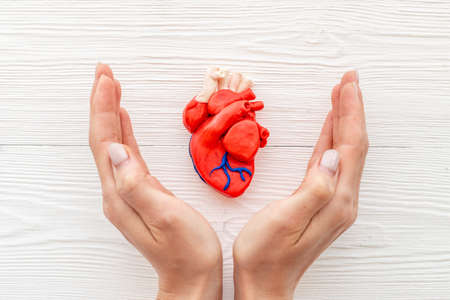 Heart health concept with hands and human heart modelの写真素材