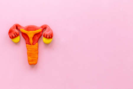 Female uterus and ovaries with Fallopian tubes - - health reproductive systemの写真素材
