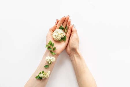 White cherry blossoms flowers on female hand. Beauty youth backgroundの写真素材