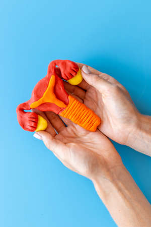 Gynecologist holds woman reproductive system model. Women health care conceptの写真素材