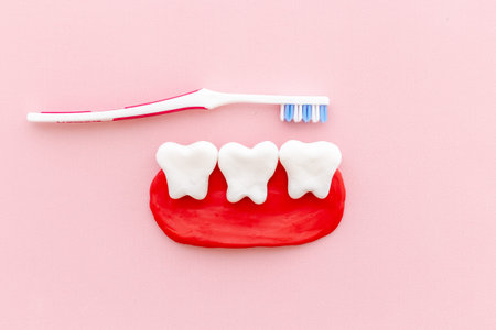 Teeth models with toothbrush. Oral health and care conceptの写真素材