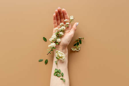 White cherry blossoms flowers on female hand. Beauty youth backgroundの写真素材