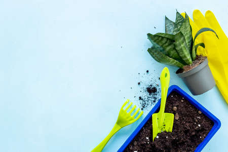 Gardening equipment and green plant. Gardening layout for summer seasonの写真素材
