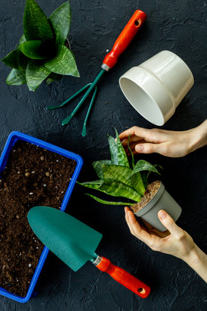 Gardening equipment and plant in hands. Hobbies activities layout for summer season