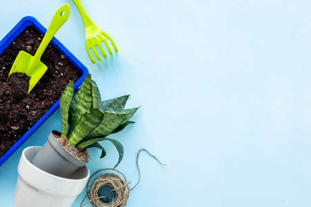 Gardening layout for summer season. Green plant with tools set for farmers gardenerの写真素材