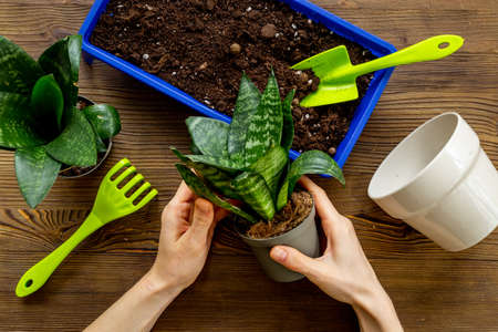 House plant in hands. Gardening layout - hobbies activities for summer season