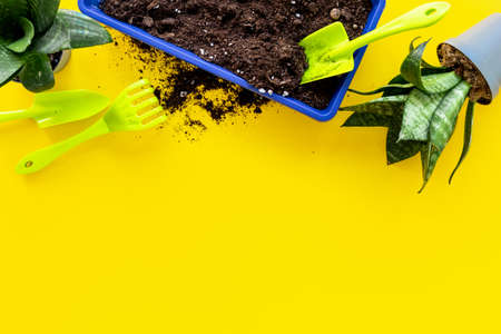 Indoor plants with garden accessories and tools. House gardening conceptの写真素材