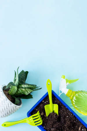 Set of garden accessories with plant in pot. Gardening layout for summer season