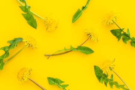 Pattern of yellow meadow dandelions blossoms. Flowers summer symbolの写真素材