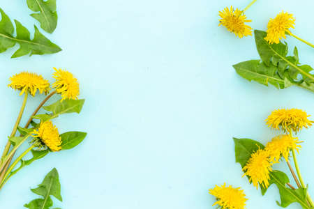 Meadow herbs floral background with yellow dandelions blossomsの写真素材
