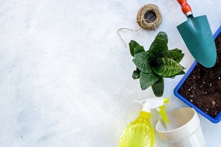 House gardening concept with gardening equipment and green plantの写真素材