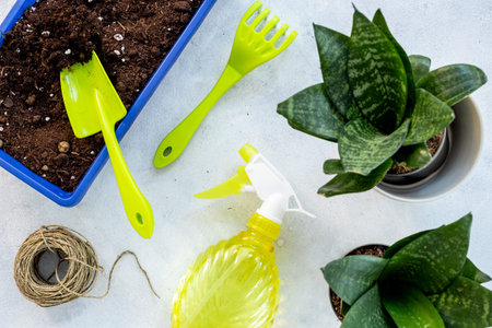 House gardening hobbies activities. Set of garden accessories with plant