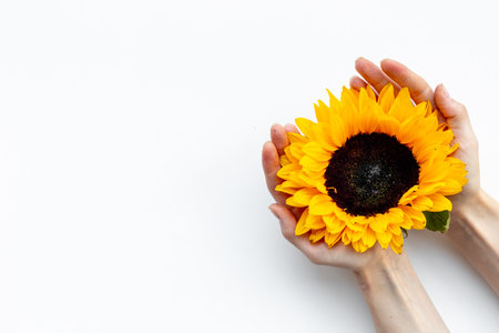 Yellow sunflowersin women hands top view. Floral backgroundの写真素材